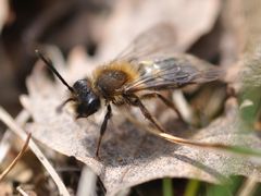 Andrena clarkella